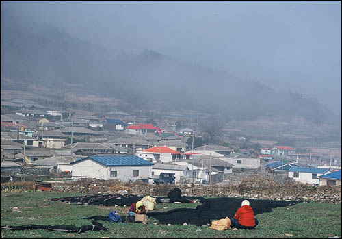 관호마을도 쑥을 뜯느라 이밭 저밭 아주머니들이 나와 앉았습니다. 